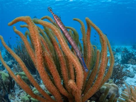 West Atlantic Trumpetfish, Aulostomus Maculatus. Bonaire, Caribbean ...