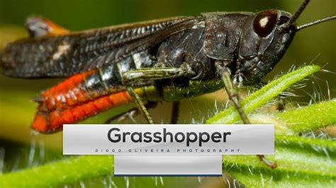 Cricket Grasshopper Looking Bug / Cricket Bug Images Stock Photos Vectors Shutterstock - Though ...