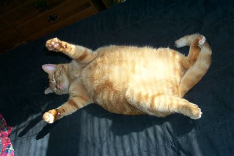 How do you feel about fat cats?