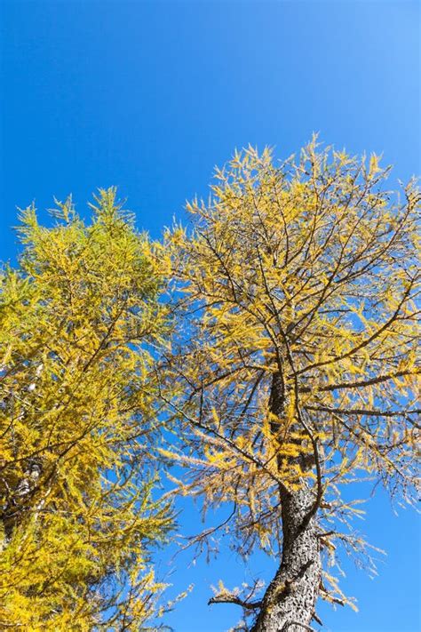 Larch tree in autumn stock photo. Image of fall, tirol - 25910572