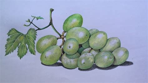 Grapes Drawing In Color