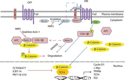 Schematic representation of Wnt pathway inhibition by small molecule ...