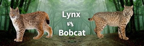 Lynx vs Bobcat: All Differences Between The Two Wild Cats