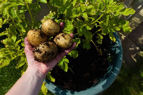 How to Grow Plentiful Potatoes in Pots: 10 Tips for Success - Clean ...