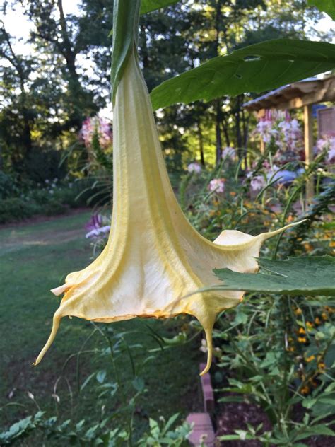 Propagate An Angel Trumpet | Walter Reeves: The Georgia Gardener