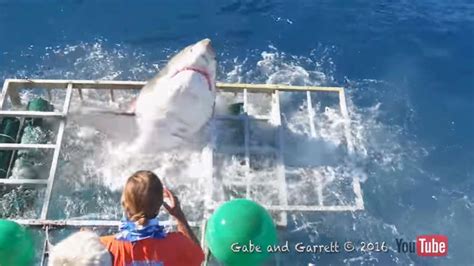 Great white shark breaches diver's cage in YouTube video - CBS News