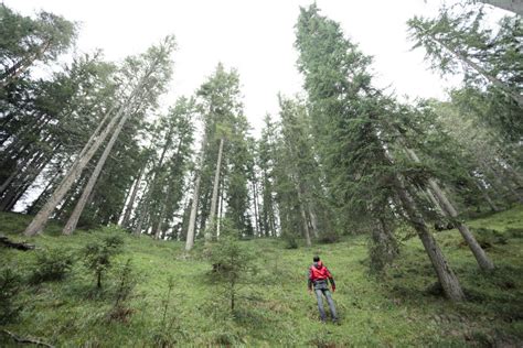 Pennsylvania Reforestation Methods - Timber Harvest Aftercare