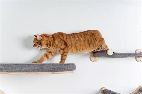 Cat Climbing Wall - Wall Bridge (Blackline) - CatTreeKing.co.uk