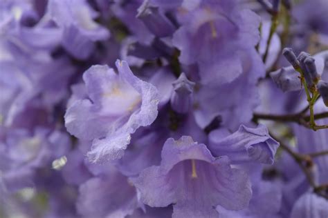 Jacaranda Mimosifolia Flowers