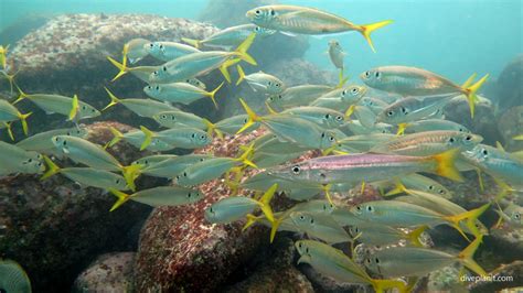 Shelly Beach dive site, Manly, Sydney, NSW