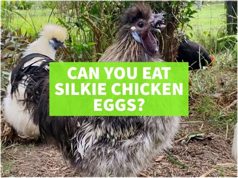 Can You Eat Silkie Chicken Eggs - Tropical Food Garden