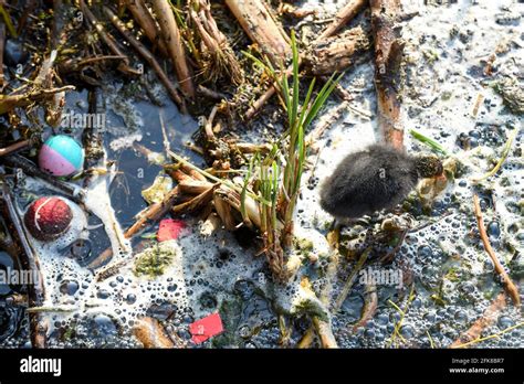 A baby bird struggles through polluted river water highlighting environmental water pollution ...