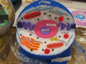 eukaryotic cell model project ideas - Bing Images | Cell model project ...