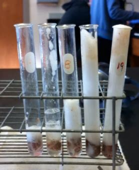 Part D- Effect of pH on Enzyme Activity - Understanding Enzymes