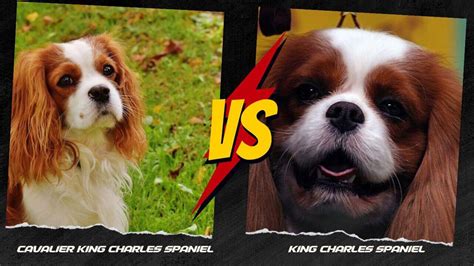 King Charles Spaniel vs Cavalier King Charles Spaniel