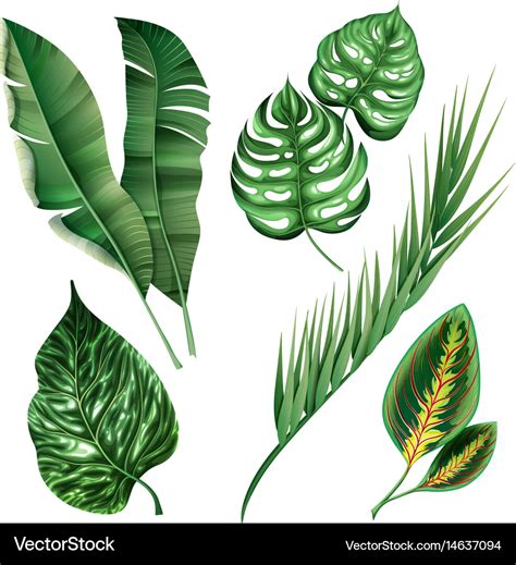 Realistic tropical botanical foliage plants set Vector Image