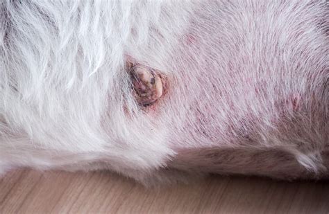 Dog Skin Cancer: Types, Signs, and Treatment | Great Pet Care (2022)
