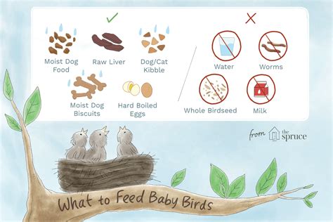 what do baby birds eat in the wild - Maragaret Seifert