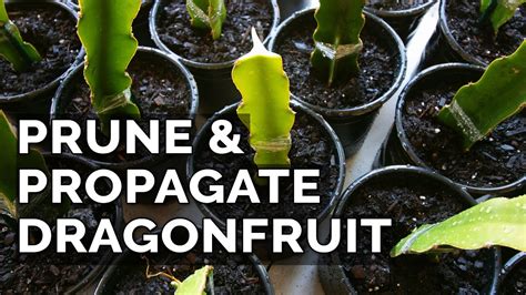 Easy Dragon Fruit Propagation and Pruning Technique - YouTube