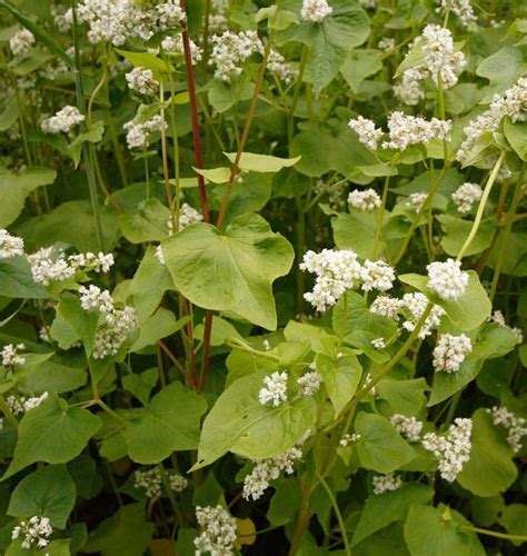 Buckwheat Cover Crop Seeds – West Coast Seeds