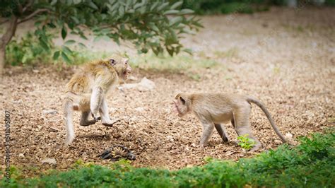 Two monkeys in the forest park are fighting each other. Controversy for ...