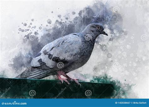 Portrait of a Pigeon Bird, Watercolor Painting. Bird Illustration Stock ...