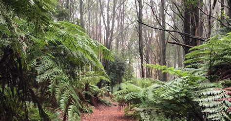 Dandenong Ranges Circuit Hike (15.7km) - Dandenong Ranges, VIC