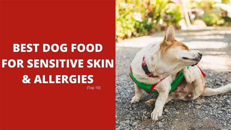 Top 10 Best Dog Food For Sensitive Skin & Allergies 2024 - Dog Fluffy