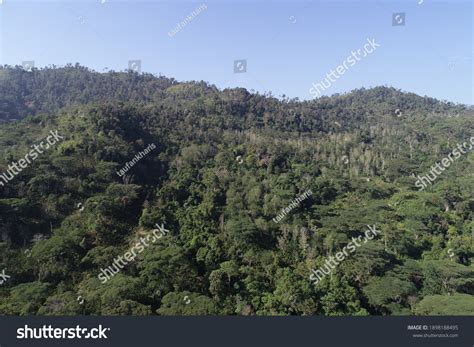 Tropical Rainforest Heritage Sumatra Represent Most Stock Photo 1898188495 | Shutterstock