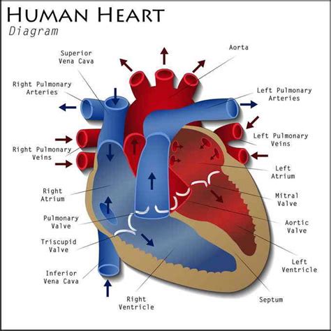 Blue Whale Heart Diagram