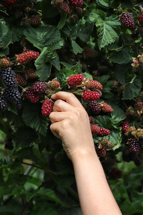 Step-By-Step Tips For Growing, Harvesting, Storing, and Using Blackberries [Guide]