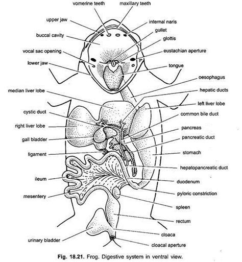 diagram of the human body organs labeled in text