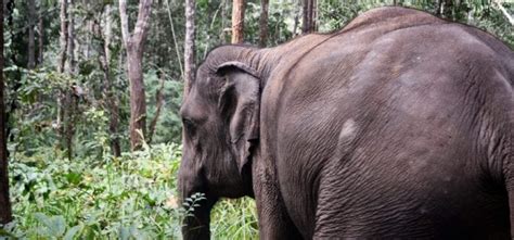 Bite-sized elephant teeth facts for World Elephant Day. | SpaDental Group