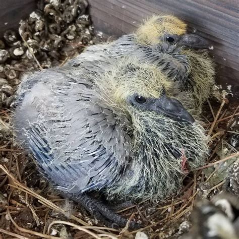 Baby Pigeon: How To Humanely Remove Baby Pigeons From Your Home