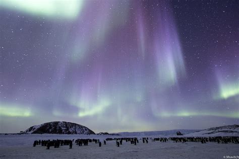 Southern lights over penguin emperors : r/antarctica