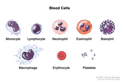 3 Types of Blood Cells