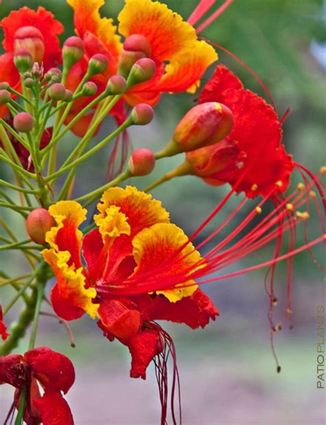 Dwarf Poinciana Seeds | Etsy