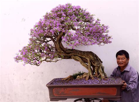 Big Bonsai tree with wondeful purple flowers, perhaps a Jacaranda ...