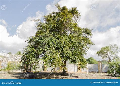 Green Chrysophyllum Cainito Fruit With Its Sap On A Pile Of Gravel ...