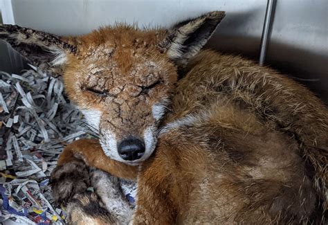 Information | The Fox Rescuers | 24 hour fox rescue service