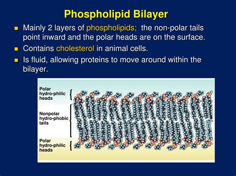 PPT - Cell Membrane Structure and Function PowerPoint Presentation - ID:436575