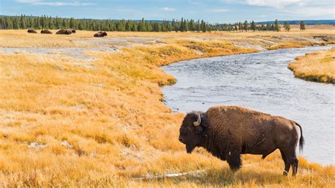 Are Pets Allowed At Yellowstone National Park - Pets Retro