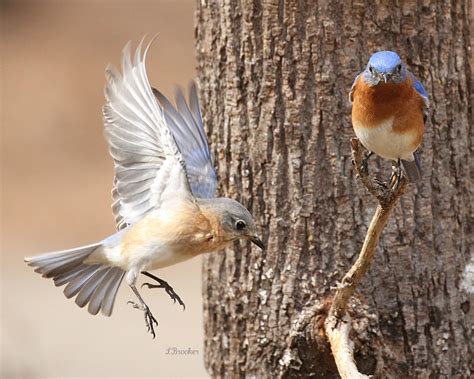 Eastern BlueBird nesting pair working on their nest; photo courtesy and ...