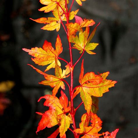 Acer palmatum Winter Flame | Buy Coral-bark Japanese Maple Trees