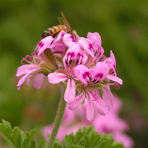 Pelargonium graveolens - Alchetron, The Free Social Encyclopedia