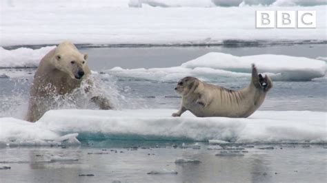 Hungry polar bear surprises a seal - The Hunt: Episode 2 Preview - BBC ...