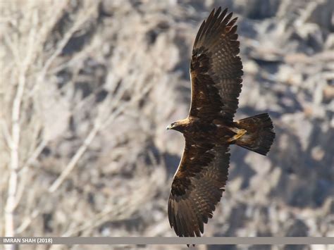 Golden Eagle | Audubon Field Guide