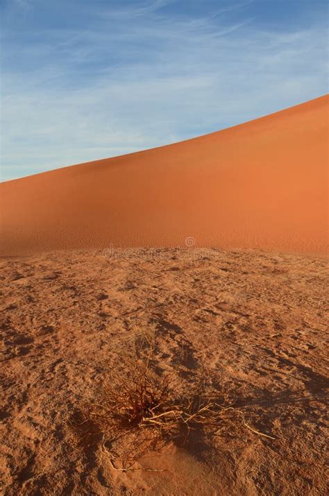 Quarter Desert Plants Natures Stock Photos - Free & Royalty-Free Stock Photos from Dreamstime