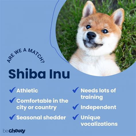 Shiba Inu Dog Breed Best 15