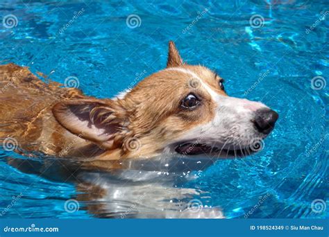 A funny Corgi stock image. Image of happy, corgi, funny - 198524349